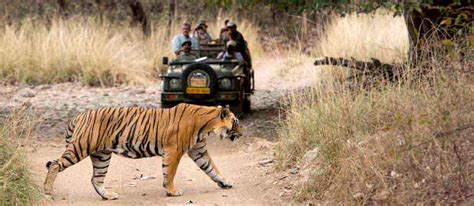 Ranthambore Travel Guide, Ranthambore Tourism,Golden Triangle Holiday