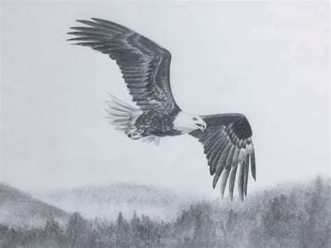 Flying Eagle Pencil Drawing At Getdrawings Free Download