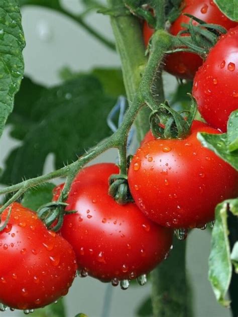 Como Plantar Tomate De Mesa Agrorural Net