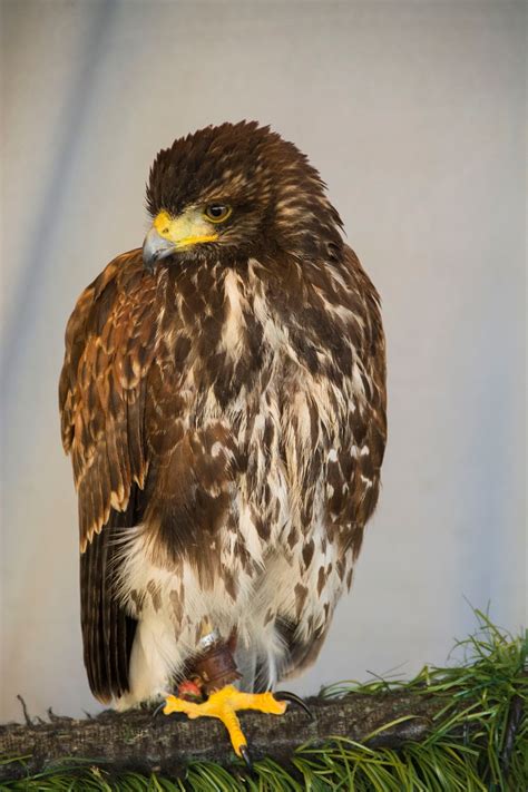 Cetrería 5 Fotos De Águila Harris Parabuteo Unicinctus Fotografía