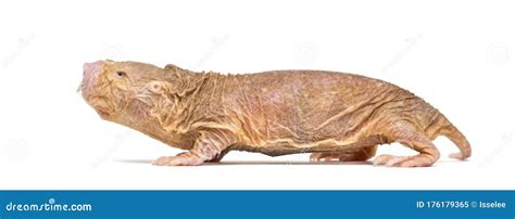 Side View Of A Naked Mole Rat Hairless Rat Isolated On Wihte Stock Image Image Of Mammal