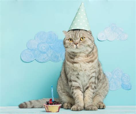 11 Adorable Cat Birthday Cake Ideas (Both Edible Treats & Cake Cat Toys ...