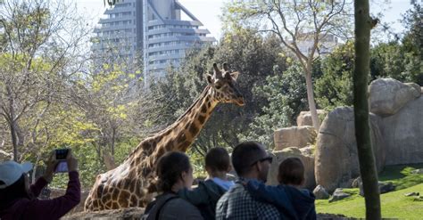 Bioparc Valencia On Twitter Pensando En Visitar Bioparc Valencia