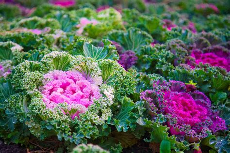 Ornamental cabbage - Growing and Care