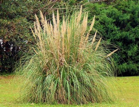 Herbe De La Pampa Cortaderia Selloana Gramin E Envahissante Herbe