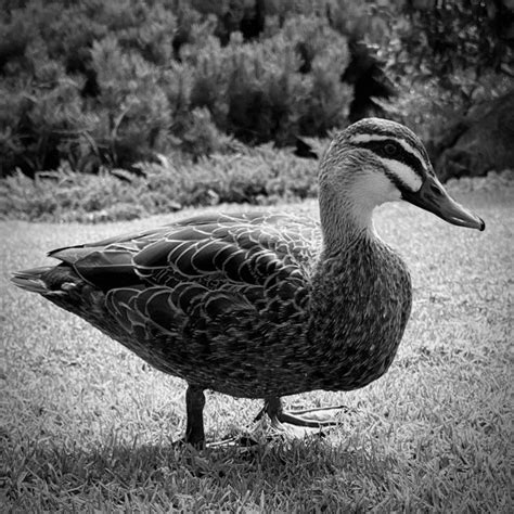 Sitting Duck The Mono Awards