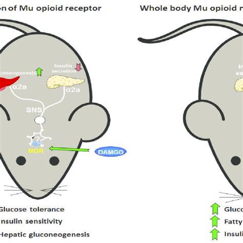 Figure Schematic Representation Of The Actions Of Mu Opioid Receptor On