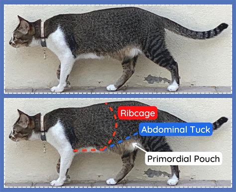 Cat Body Condition Score Chart | How to Score Your Cat 1-9