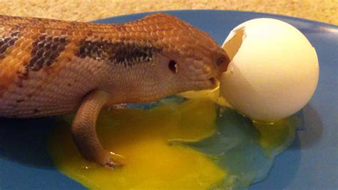 Blue Tongue Skink Eating An Egg Youtube