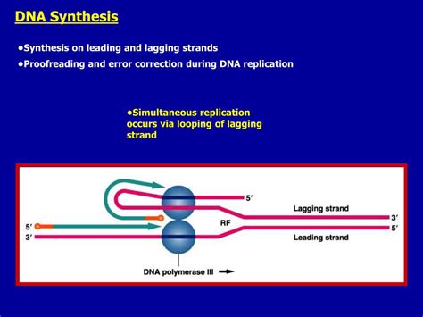 Ppt Dna Replication Senior Biology Mrs Brunone Powerpoint Presentation Id3696630