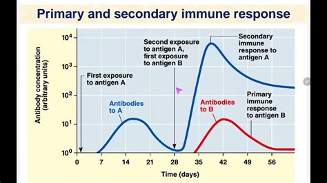 112 C Primary And Secondary Immune Response Youtube