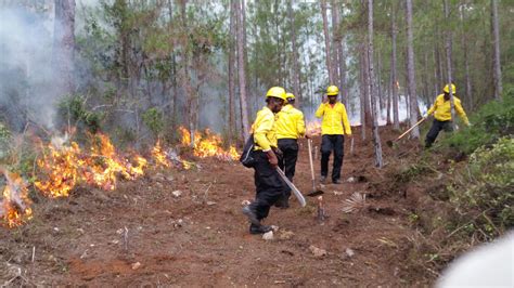 Medio Ambiente Dice Vela Por Bosques Del Pa S Ante Inicio De Temporada