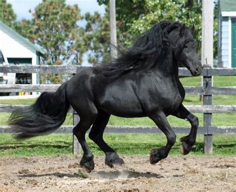 Friesian Horse Breed Information, History, Videos, Pictures