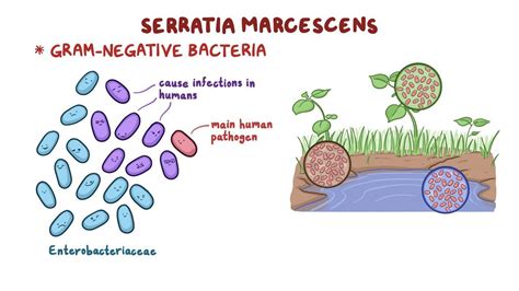 Serratia marcescens: Video, Anatomy & Definition | Osmosis