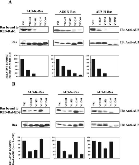 In Vitro Binding Assay Of Ras Mutants To Gst Rbd Raf 1 And Download Scientific Diagram