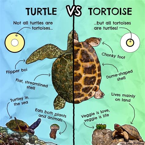 Difference between a turtle and a tortoise : coolguides