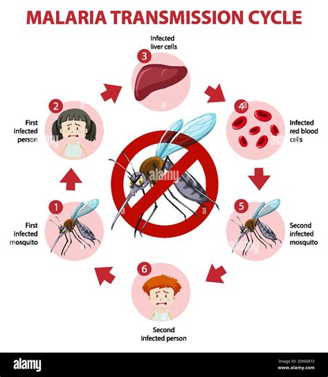 Illustration De L Infographie Sur Le Cycle De Transmission Du Paludisme