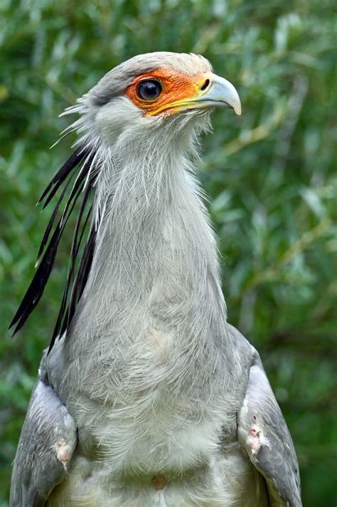 Portrait Of A Secretary Bird Sagittarius Serpentarius Stock Image