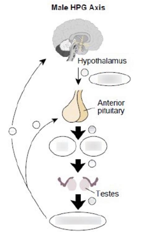 Male HPG Axis Diagram | Quizlet