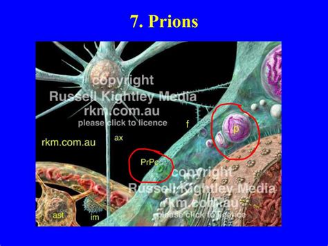 PPT BIODIVERSITY I BIOL 1051 What Are Viruses PowerPoint