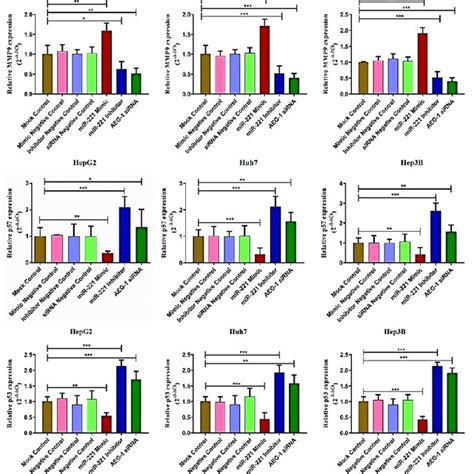 The Effect Of AEG 1 MiR 221 Was Analyzed On Cell Cycle And Angiogenesis