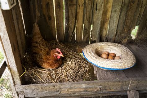 Cu Ntas Gallinas Puedo Tener En Casa Espa A Microscopio Pro