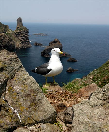 재 독도재단 독도 한반도의 아침이 시작되는 최동단 독도 괭이갈매기의 부화 Larus Crassirostris