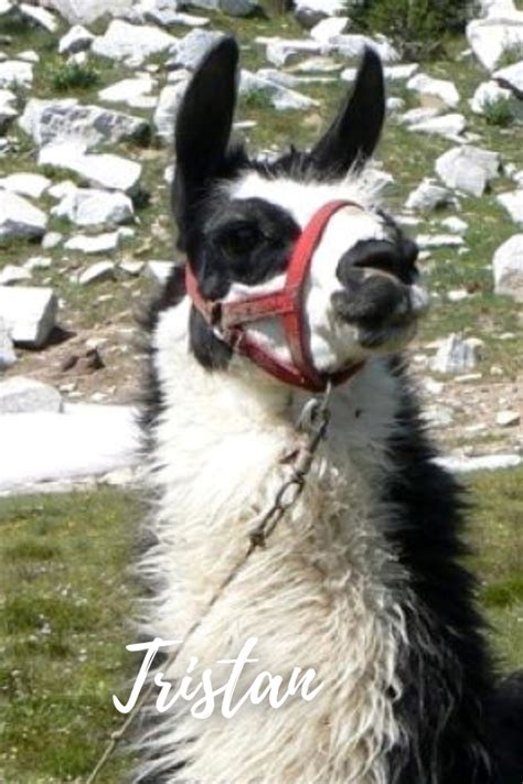 Pack Llamas You May Have Met On The Trail Wallowa Llamas Trek Eastern