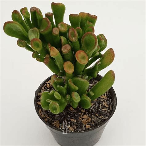 Jual Tanaman Hias Sukulen Crassula Ovata Gollum Tanaman Hias Cactus