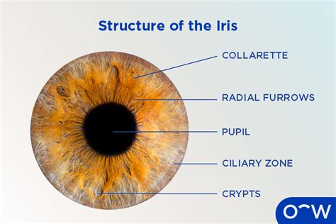 Iris: Anatomy, Function, and Iris-related Conditions