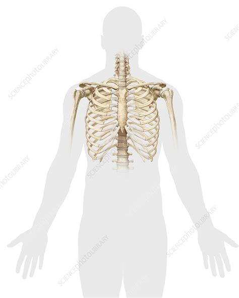 Ribcage Illustration Stock Image C039 1920 Science Photo Library