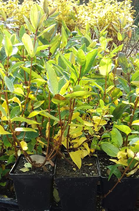 Honingbes Lonicera Caerulea Boreal Beast Eetbaargoed