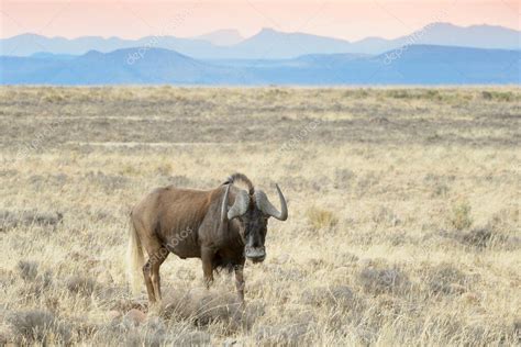 Wildebeest Negro O Gnu De Cola Blanca Connochaetes Gnou Adulto De