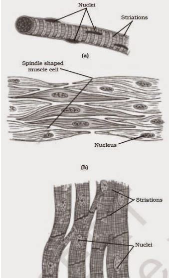 Funddaclearhai Class Science Chapter Tissues Ncert Solution