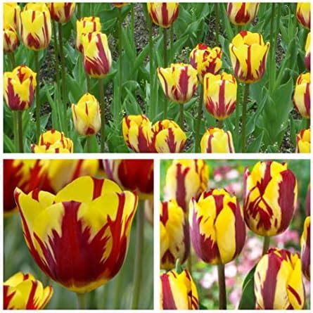 Triumph Tulip Helmar Flower Bulbs Size 10 11 30 Beautiful Rembrandt