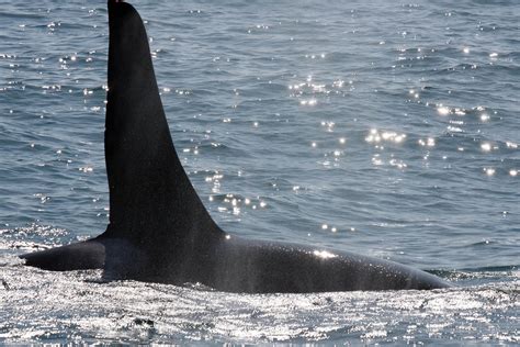 Whale watching | Nature Trek Canada