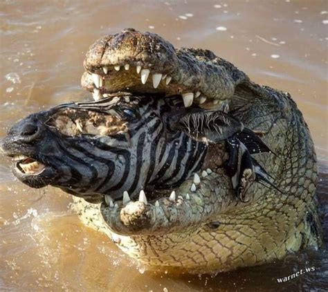 Nile Crocodile Eating A Zebra : r/natureismetal