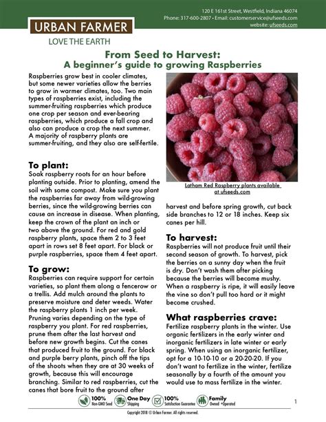 Raspberries From Seed To Harvest Artofit