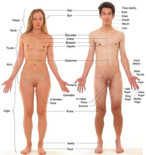 Labels Of Human Body Features Displayed On Images Of Actual Human