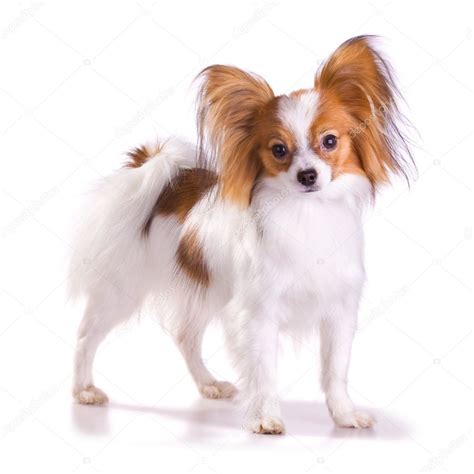 Dog of breed papillon Stock Photo by ©Laures 1790850