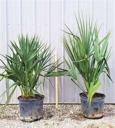 Sabal Minor Palm Tree 7 Gallon Cold Hardy Etsy