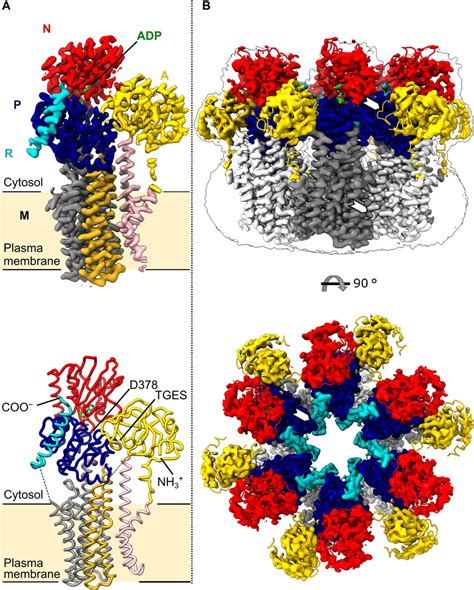 The Cryo Em Structure Of Monomeric And Hexameric Pma1 A Cryo Em Map Download Scientific