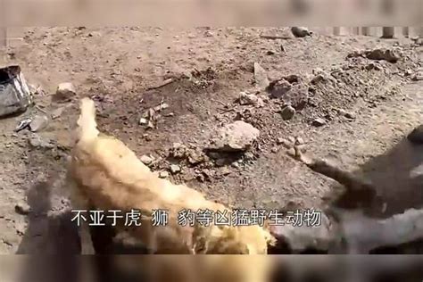 二哈招惹比特犬，结果被比特按“疯狂撕咬”，怎么也拉不开！比特结果