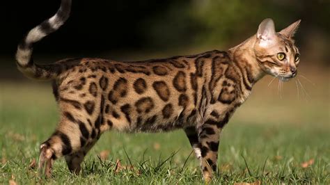 Bengal Cat Breed Characteristics Care Breeds App