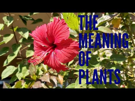 Hibiscus Flower Name In Hindi Meaning English And Tamil Translation