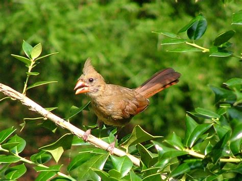 Baby Cardinal, photo, #1499796 - FreeImages.com