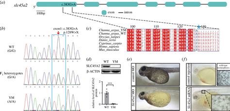 The causative mutation in SLC45A2 of YM snakehead. (a) Schematic ...