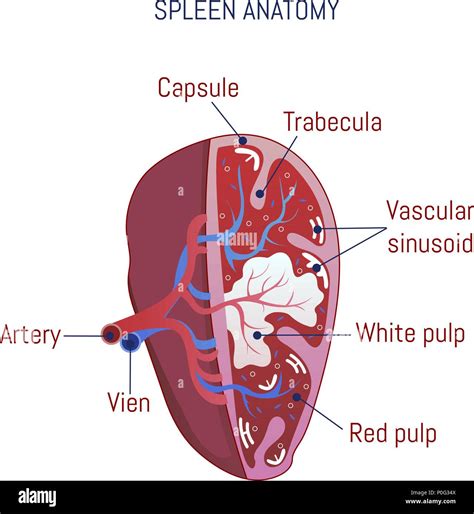 Spleen Diagram Anatomy