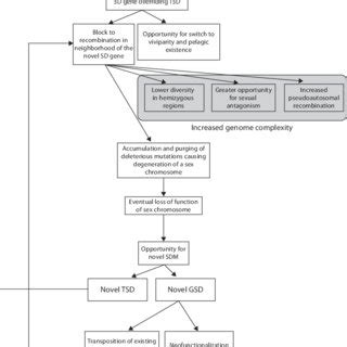 A Flowchart Describing Possible Changes In Sex Determining Mechanism