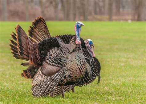 Turkey’s Mating Season A Guide To How They Breed And When To Hunt